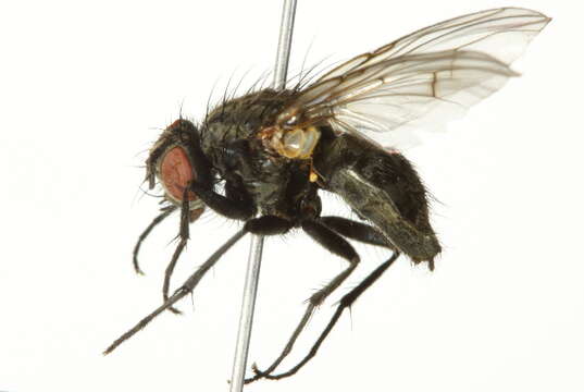 Image of Helina subvittata (Seguy 1923)