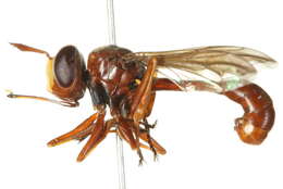 Image of Physocephala burgessi (Williston 1882)