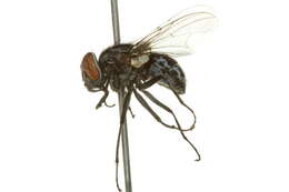 Image of Graphomya cf. ungava