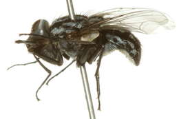 Image of Graphomya cf. ungava