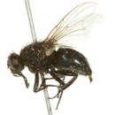 Image of Dasyphora cordilleriana