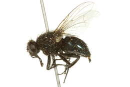 صورة Dasyphora cordilleriana