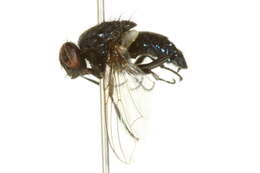 صورة Dasyphora canadiana