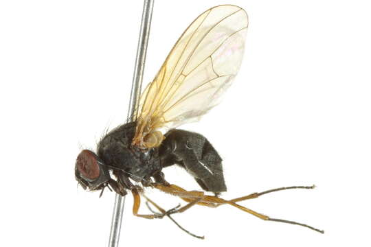 Image of Phaonia apicalis Stein 1914