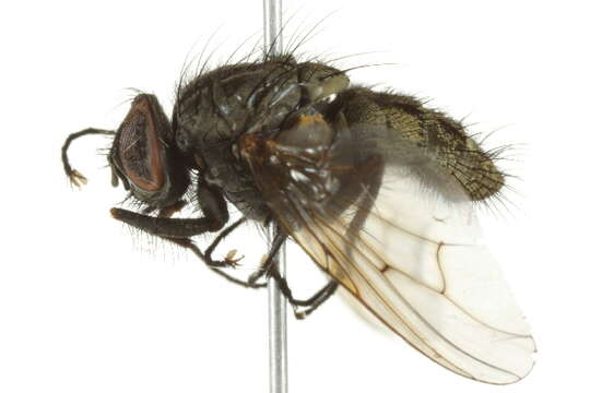 Image of Helina cinerella (Wulp 1867)