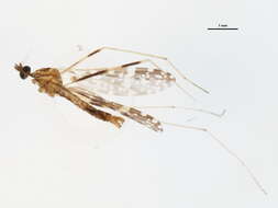 Imagem de Erioptera (Mesocyphona) caliptera Say 1823