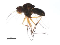 Image of Brachydeutera argentata (Walker 1853)