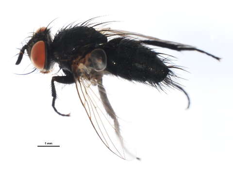 Image of Blondelia eufitchiae (Townsend 1892)