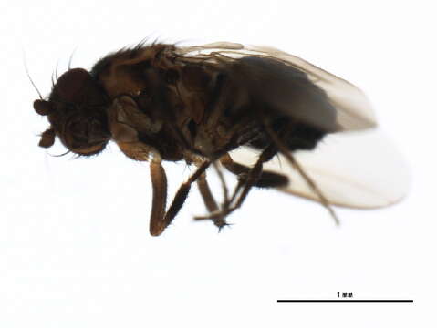 Image of Fly