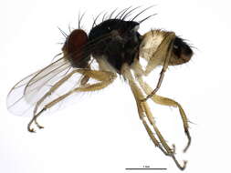 صورة Neodexiopsis calopyga (Loew 1872)