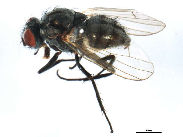 Image of Anthomyia pluvialis (Linnaeus 1758)