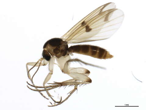 Image of Mycetophila strigatoides (Lundrock 1927)