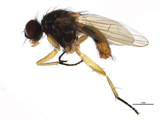 Image of Piezura graminicola (Zetterstedt 1846)