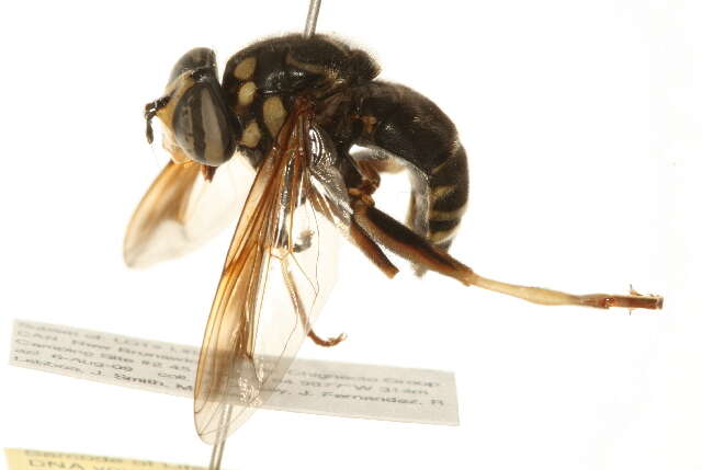 Image of Spilomyia fusca Loew 1864