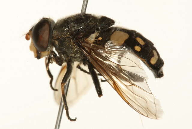 Image of Sericomyia lata (Cqouillett 1907)