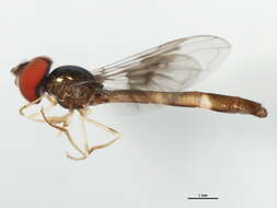 صورة Ocyptamus fascipennis (Wiedemann 1830)