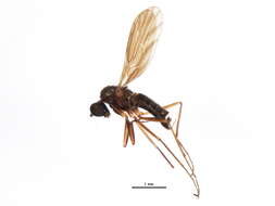 Image of Clinocera lineata Loew 1862