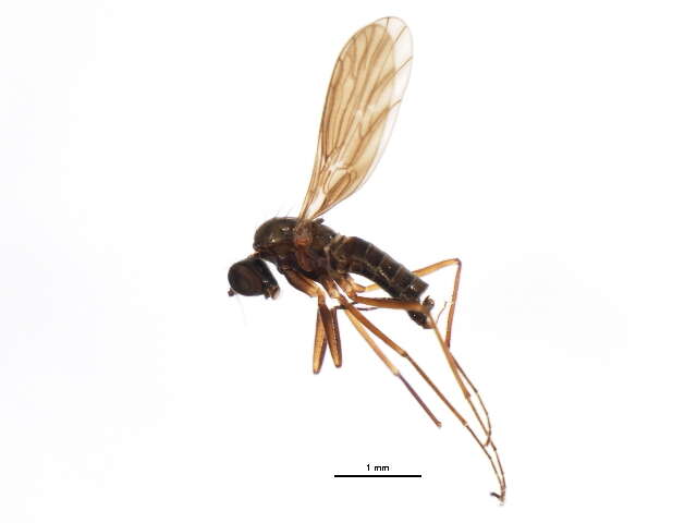 Image of Clinocera lineata Loew 1862