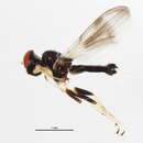 Image of <i>Cyamops nebulosus</i> Melander 1913