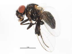 Image of latrine flies