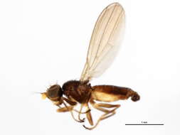 Image of Anthomyza