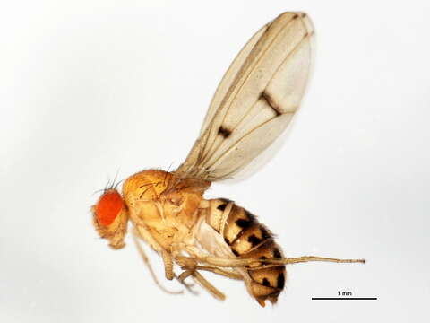 Imagem de Drosophila quinaria Loew 1866