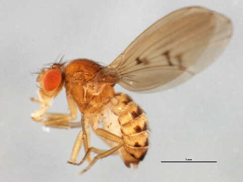 Image of Drosophila transversa Fallen 1823