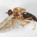 Image of Exodontha