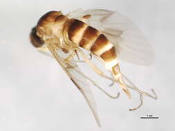 Image of Chrysopilus quadratus (Say 1823)