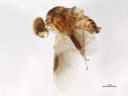 Image of Chrysopilus quadratus (Say 1823)