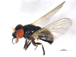 Image of Cheilosia pontiaca (Shannon 1922)