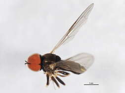 Image of Pipunculus horvathi Kertesz 1907