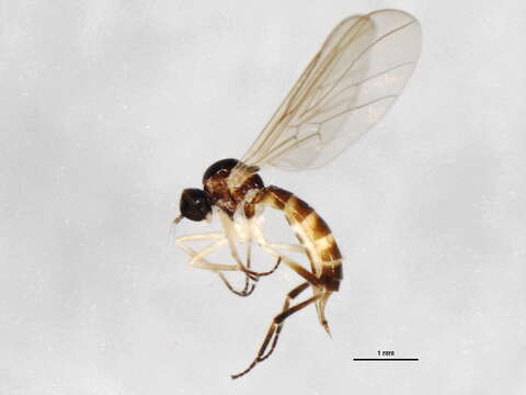 Image of <i>Leptopeza flavipes</i>