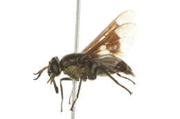 Image of Chrysops ater Macquart 1850