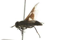 Image of Chrysops ater Macquart 1850