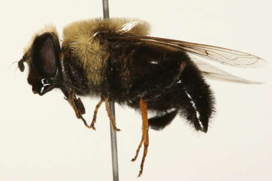 Image of Eristalis flavipes Walker 1849