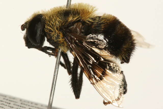 Imagem de Eristalis flavipes Walker 1849