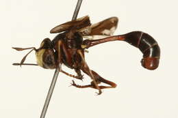 Image of Physocephala furcillata (Williston 1882)