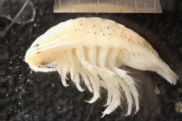 Image of cirolanid isopods