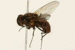 Image of Hydrotaea militaris (Meigen 1826)