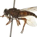 Image of Hybomitra minuscula (Hine 1907)