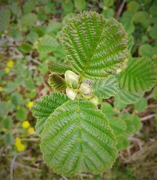 Image of alder