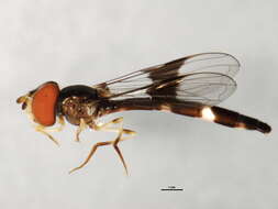 صورة Ocyptamus fascipennis (Wiedemann 1830)