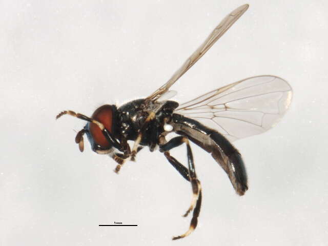 Image of Trichopsomyia apisaon Walker 1849