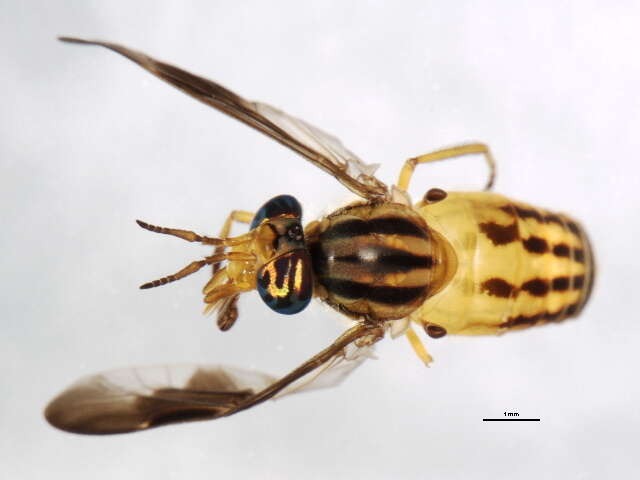 Image of Chrysops vittatus Wiedemann 1821