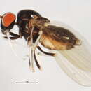 Image of Melanomyza gracilipes (Loew 1861)