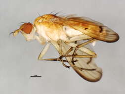 Image of Tetanocera plebeja Loew 1862