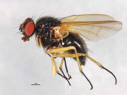 صورة Phaonia apicata Johannsen 1916