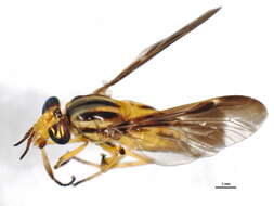 Image of Chrysops vittatus Wiedemann 1821