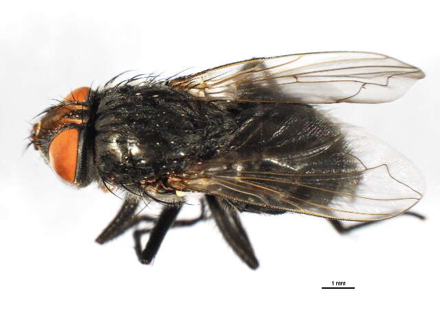 Image of Black-based cluster fly